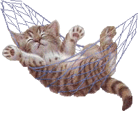 A kitten in a hammock